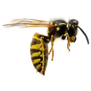 Bee & Wasp Removal